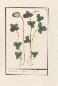 レッドクローバー (Trifolium pratense) クレー・クレーバース。 /トリフォリウム。 /トレフル（オブジェクトのタイトル） 作： Anselmus Boëtius de Boodt