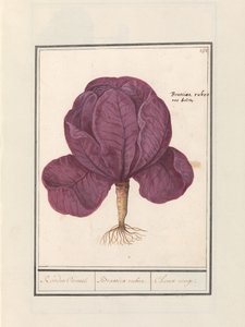 赤キャベツ (Brassica oleracea convar. capitata var. rubra) レッドカウウェル。 /ブラシカ・ルブラ。 / シュー・ルージュ (オブジェのタイトル)