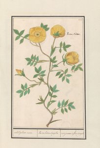 バラ（ローザ） いくつかの黄色いバラ。 / Rosa lutea simplex / rose jaune à fleur simple (オブジェクトのタイトル) 作： Anselmus Boëtius de Boodt