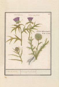 アザミ (Carduus) とアーティチョーク (Cynara cardunculus) Distel (アザミ) en artisjok (Cynara cardunculus) ボル・カーデン / Cardius Spheroche-phalus (オブジェクトのタイトル)