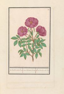 Wilde roos (ローザ) Welriekende bosch roose / rosa silverstris adorata. / 香りのする森のバラ (タイトルのオブジェクト) 作： Anselmus Boëtius de Boodt