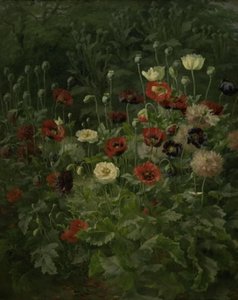 ポピー 作： Anthonie Christensen
