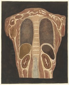 後ろから見た胸部の臓器の解剖学的研究