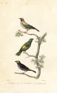バニッシュタナゲ、アオサギ、パラダイスタナゲ