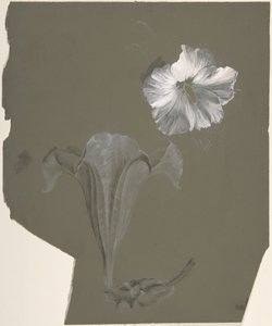 2 つの白いユリの研究、n.d. 作： Antoine Berjon