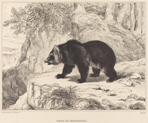 ミシシッピ ベア、1836 年。 作： Antoine Louis Barye