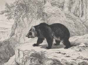 ミシシッピ ベア、1836 年。