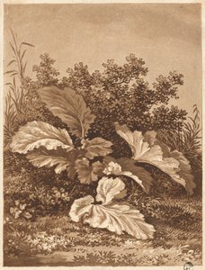 葉の研究、c。 1800年。 作： Anton Balzer