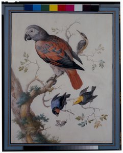 他のエキゾチックな鳥と赤と灰色のオウム 作： Anton Henstenburgh