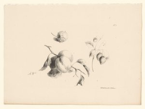 アプリコットとイチゴ 花と果実（連載タイトル）