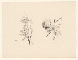 バラと他の花 花と果実（連載タイトル） 作： Anton Weiss