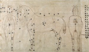 騎馬像のための馬の習作（デッサン 作： Antonio Canova