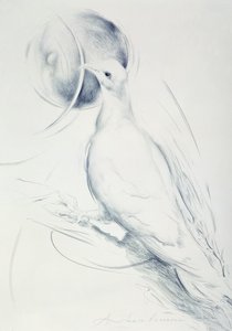 コロンバ（紙に木炭 作： Antonio Ciccone