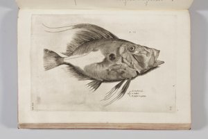 Ippolito Saluianiによる「水族館の動物の歴史、最初の本」のイラスト、1554年 作： Antonio Lafreri