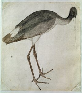 右を向いて立つ黒いコウノトリ。アントニオ・ディ・プッチョ・ピサーノ（ピサネロ）（1395年以前～1455年）によるドローイング。茶色のインク、茶色のウォッシュ、灰色のウォッシュ、黒い石、羽。寸法：20,8x18,7cm。ルーヴル美術館、キャビネ・デッサン