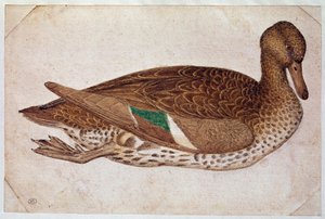 泳いでいる冬のコガモの雌、右の横顔。ピサノ・アントニオ・ディ・プッチョ・ディット・イル・ピサネロ（1380-1455）によるデッサン、1430-40年頃。水彩、茶インク、黒石、羽（デッサン）、白のフラット。寸法：14x21,2cm。ルーヴル美術館、キャビネット・デッサン 作： Antonio Pisanello