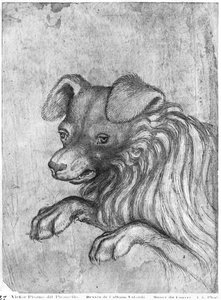 バジャルディアルバムの犬の頭 作： Antonio Pisanello