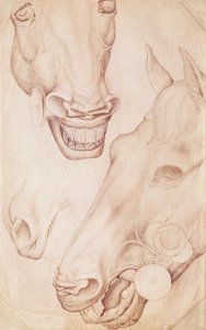 バジャルディアルバムの馬の頭 作： Antonio Pisanello