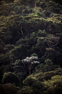  作： Antonio Schubert