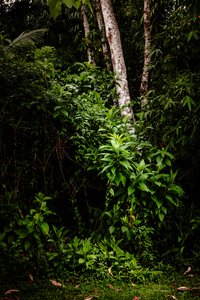 マンティケイラLII、2021年（デジタル写真） 作： Antonio Schubert