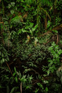 マンティケイラXLIV、2015年（デジタル写真） 作： Antonio Schubert