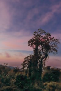 レインフォレストIII、2020年（デジタル写真） 作： Antonio Schubert