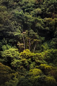 レインフォレストIX、2018年（デジタル写真） 作： Antonio Schubert