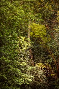 レインフォレストVIII、2020年（デジタル写真） 作： Antonio Schubert