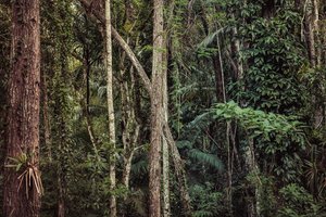 レインフォレストV、2021年（デジタル写真） 作： Antonio Schubert