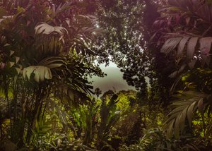 ティジューカの森XXXVII、2024年（デジタル写真） 作： Antonio Schubert