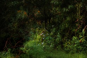 トレイル、2015年（デジタル写真） 作： Antonio Schubert