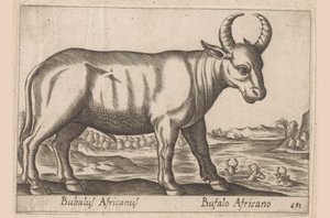 アフリカ水牛 Bubalus Africanus/ Bufalo Africano (オブジェクトのタイトル) 動物と伝説の生き物（シリーズタイトル） Nova raccolta de li animali piu curiosi del mondo (シリーズタイトル) 作： Antonio Tempesta