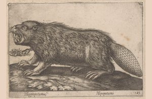 飲む カバ (オブジェクトのタイトル) Dieren en fablewezens (シリーズのタイトル) Nova raccolta de li animali piu curiosi del mondo (シリーズタイトル)