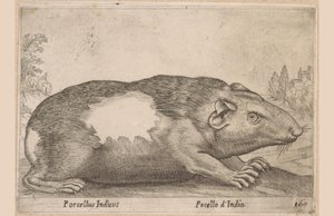 キャビア Porcellus Indicus/ Pocello d