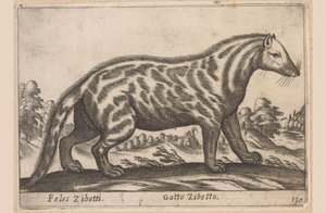 シベットカット Feles Civets/ジャコウネコ (オブジェクトのタイトル) Dieren en fabelwezens (シリーズタイトル) 世界で最も好奇心旺盛な動物の新しいコレクション (シリーズ タイトル) 作： Antonio Tempesta