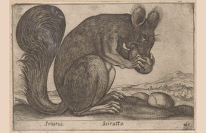 エクホーン Sciurus/ Sciratto (オブジェクトのタイトル) Dieren en fabelwezens (シリーズタイトル) 世界の新しい好奇心小動物 (シリーズ タイトル) 作： Antonio Tempesta