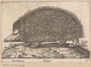 エーゲル Herinaceus/ Riccio (オブジェクトのタイトル) Dieren en fabelwezens (シリーズタイトル) 世界の不思議な動物の新コレクション (シリーズ タイトル)