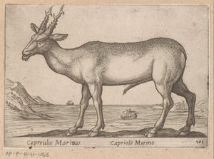ハート Capreulus Marinus/ Capriolo Marino (オブジェクトのタイトル) Dieren en fablewezens (シリーズのタイトル) 世界で最も好奇心旺盛な動物の新しいコレクション (シリーズ タイトル) 作： Antonio Tempesta