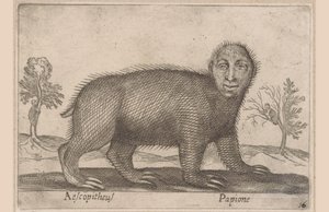 怠惰 Aescopitheus/ Papione (オブジェクトのタイトル) 動物と伝説の生き物（シリーズタイトル） Nova raccolta de li animali piu curiosi del mondo (シリーズタイトル)