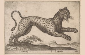 ヒョウ L Leopardus/ I Leopardo (オブジェクトのタイトル) Dieren en fablewezens (シリーズのタイトル) 世界で最も好奇心旺盛な動物の新しいコレクション (シリーズ タイトル) 作： Antonio Tempesta