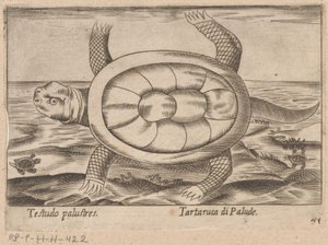 モエラスチャイルドパッド Testudo palustres/ Tartaruca di Palude (オブジェクトのタイトル) Dieren en fablewezens (シリーズのタイトル) Nova raccolta de li animali piu curiosi del mondo (シリーズタイトル) 作： Antonio Tempesta