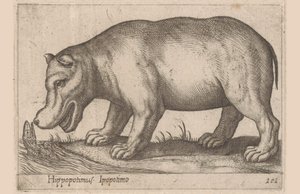 カバ カバ/Ipopotamo (オブジェクトのタイトル) 動物と伝説の生き物（シリーズタイトル） Nova raccolta de li animali piu curiosi del mondo (シリーズタイトル) 作： Antonio Tempesta