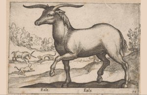 角のある馬 Eale/ Eale (オブジェクトのタイトル) 動物と伝説の生き物（シリーズタイトル） Nova raccolta de li animali piu curiosi del mondo (シリーズタイトル) 作： Antonio Tempesta