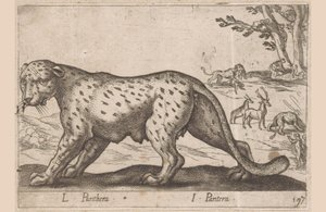 パンサー L Panthera/ I Panthera (オブジェクトのタイトル) Dieren en fablewezens (シリーズのタイトル) 世界で最も好奇心旺盛な動物の新しいコレクション (シリーズ タイトル) 作： Antonio Tempesta