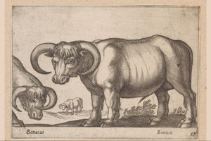 牛 Bonasus/Bonaso (オブジェクトのタイトル) 動物と伝説の生き物（シリーズタイトル） Nova raccolta de li animali piu curiosi del mondo (シリーズタイトル) 作： Antonio Tempesta