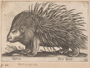 ヤマアラシ Hijstrix/ Porco Spinoso (オブジェクトのタイトル) 動物と伝説の生き物（シリーズタイトル） Nova raccolta de li animali piu curiosi del mondo (シリーズタイトル)