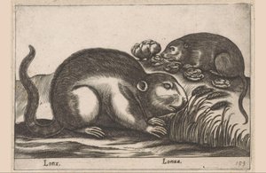 2 つのマスクラット Lonx/Lonza (オブジェクトのタイトル) 動物と幻の生き物（シリーズタイトル） Nova raccolta de li animali piu curiosi del mondo (シリーズタイトル) 作： Antonio Tempesta