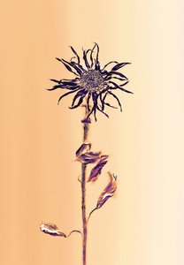 古代の花-アプリコット、2025年（写真）