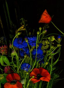  作： Antonius Antonius