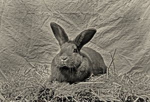 さようならデュラー